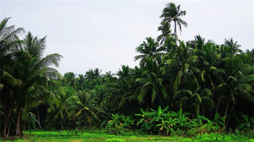 李克宝铁锅柴鸡
